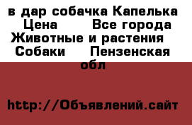 в дар собачка Капелька › Цена ­ 1 - Все города Животные и растения » Собаки   . Пензенская обл.